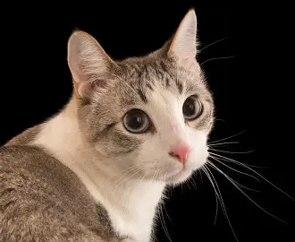 Cat 2