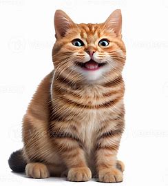 Cat 5