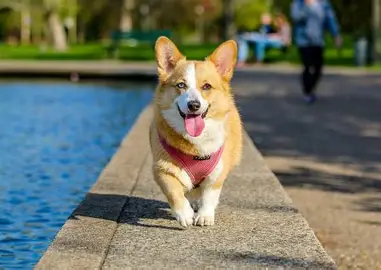 Dog 2