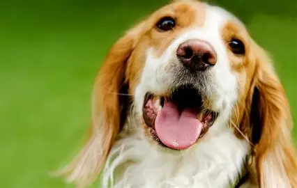 Dog 5