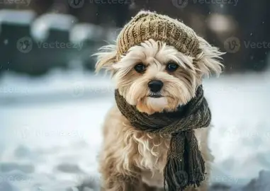 Dog 1
