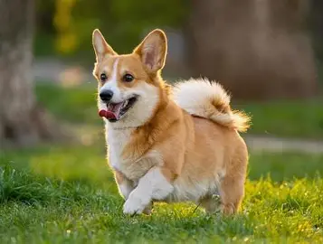 Dog 3