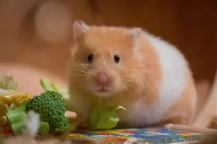 Hammaster 2