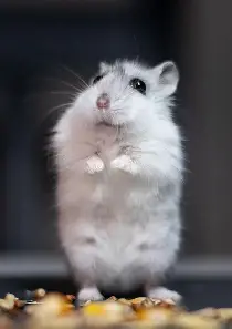 Hammaster 3