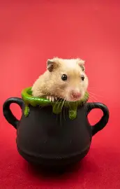 Hammaster 5