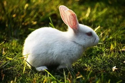 Rabbit 1