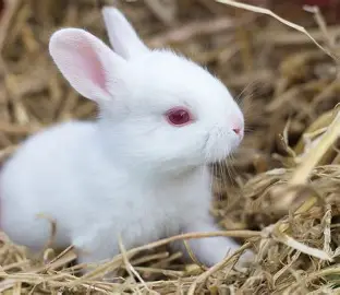 Rabbit 2