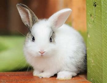 Rabbit 5