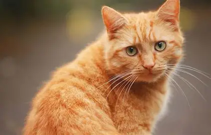 Pet 1