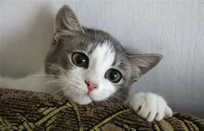 Pet 2